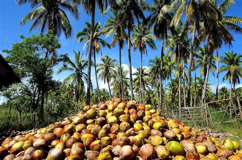 virgin coconut oil exporter|Virgin Coconut Oil Exports from Philippines .